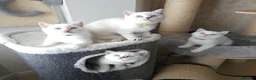 British Shorthair cats for sale: Rare BSH Colourpointed kittens - Advert 2