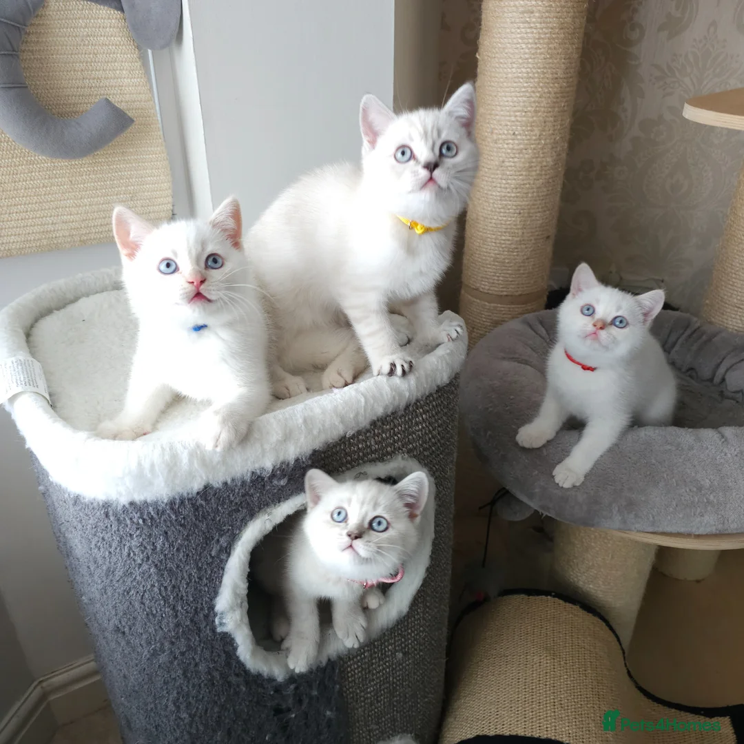 British Shorthair cats for sale: Rare BSH Colourpointed kittens - Advert 2