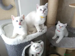 British Shorthair cats Charming BSH Colourpointed kittens - Advert 10