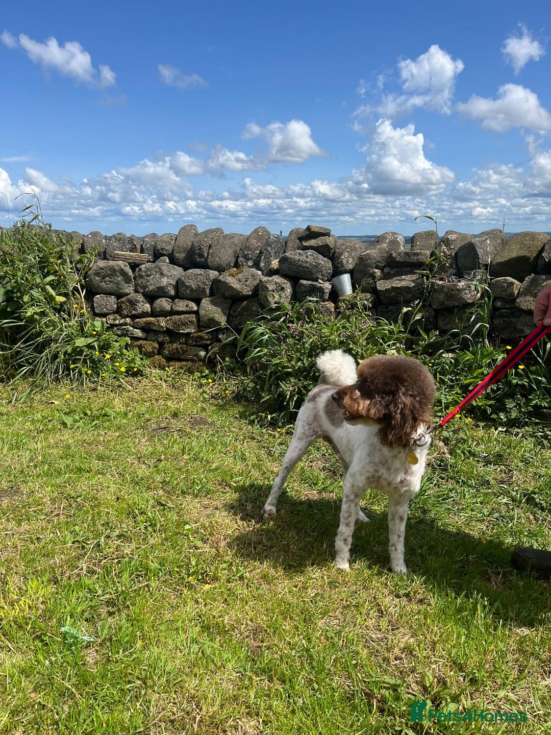 Miniature Poodle dogs for stud: KC Reg Miniature Parti Poodle - Advert 4