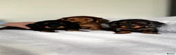 Miniature Dachshund dogs for sale: Ready Now 3 Boys Mini Long hair boysKc registered  - Advert 16