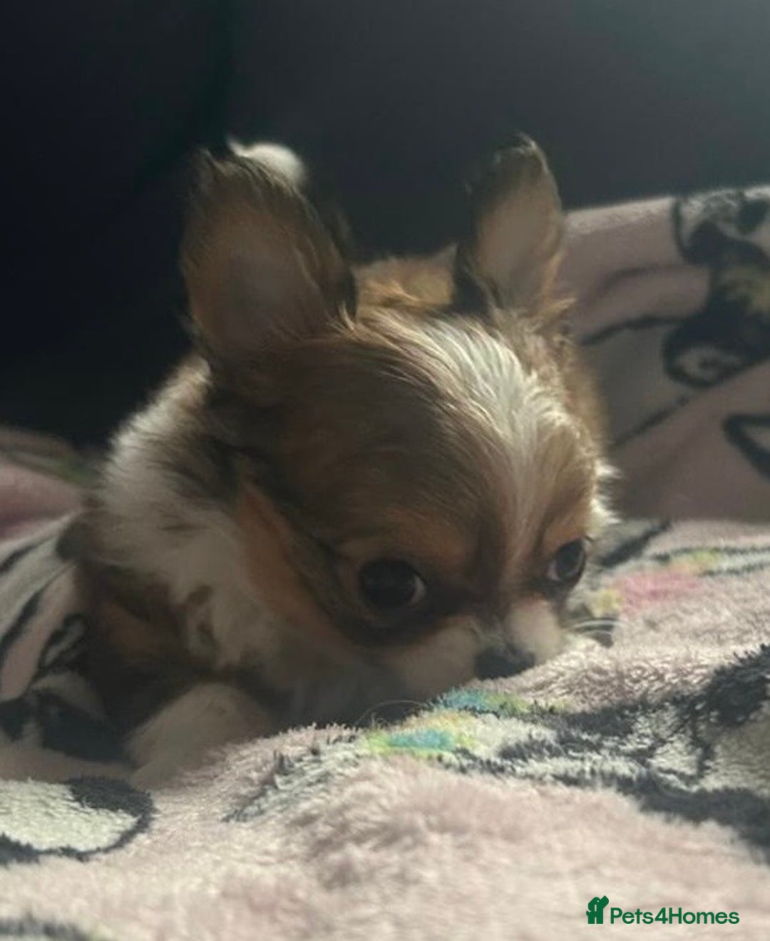Chihuahua dogs for sale: 🌟Chihuahua Boy Ready for a Forever Loving Home🌟 - Advert 13