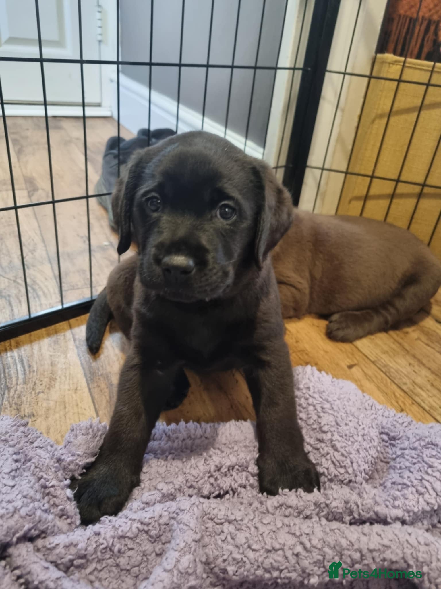 Labrador Retriever dogs Beautiful KC Show Line Labrador Puppys  - Advert 1