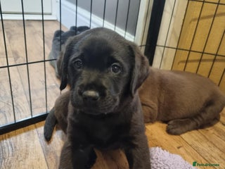 Labrador Retriever dogs Beautiful KC Show Line Labrador Puppys - Advert 1