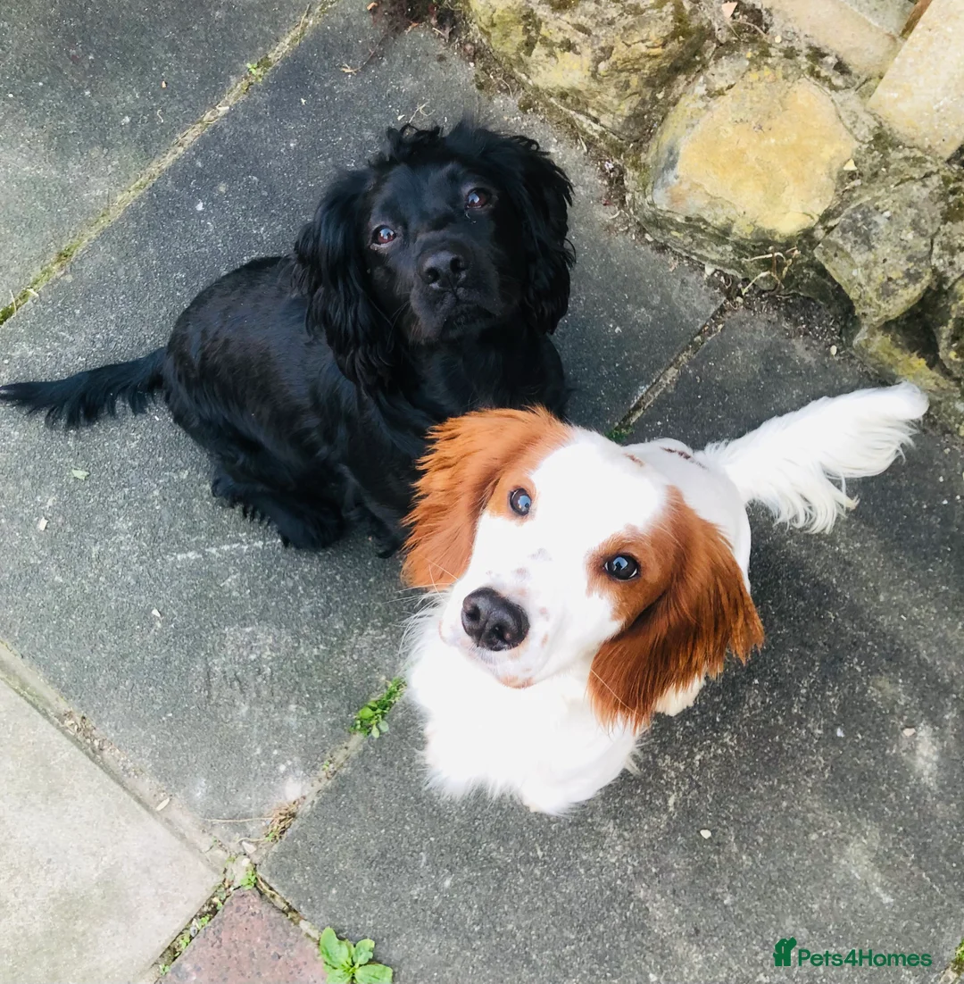 Cocker Spaniel dogs for sale: Cocker spaniel puppies 🐶  - Advert 4