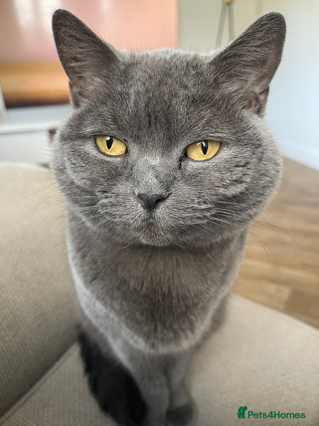 British Shorthair cats for sale: British blue (female) - Image 3