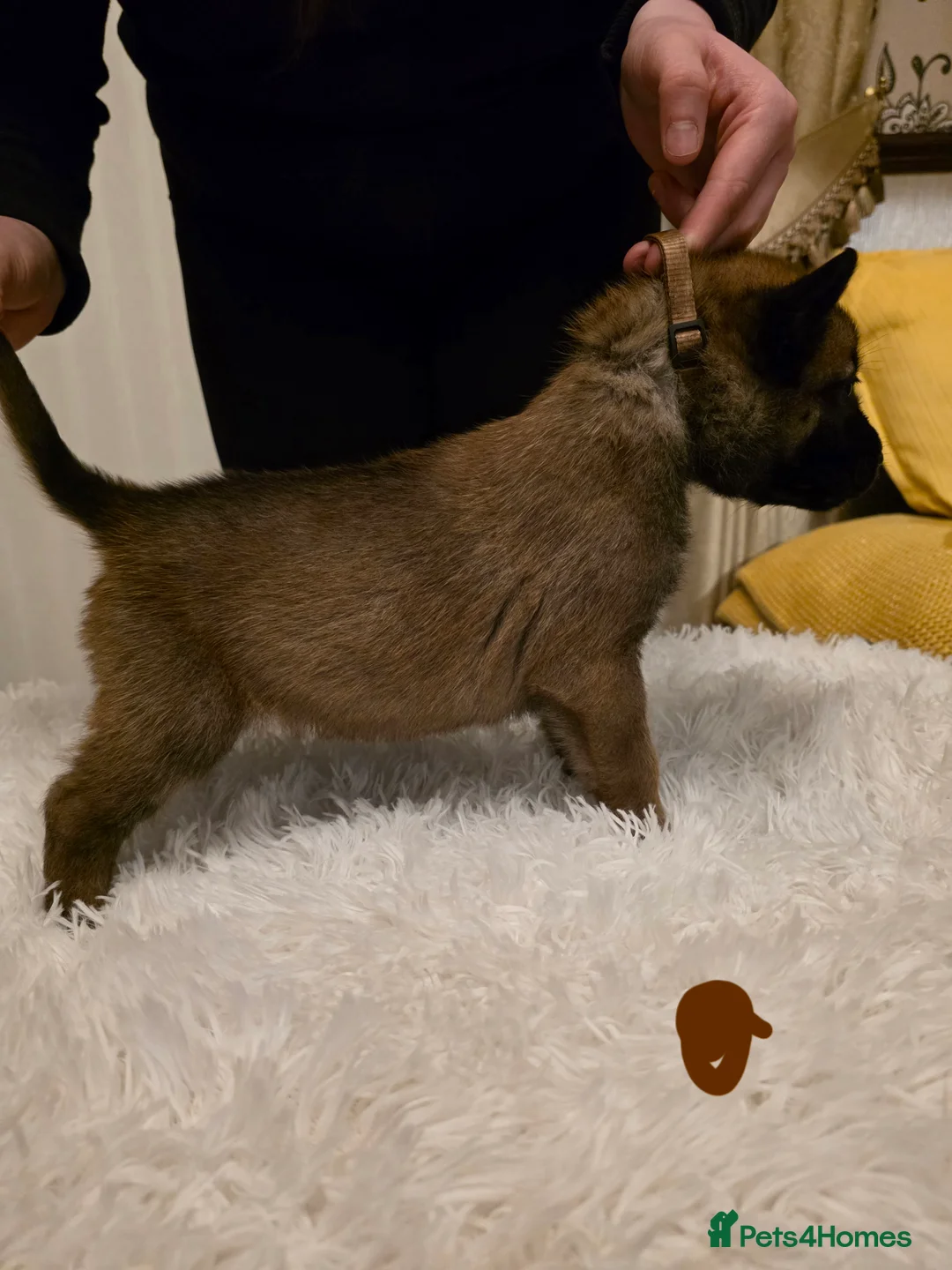 Belgian Shepherd Dog dogs for sale: 🔥🔥Fantastic Belgian Malinois Puppies🔥🔥 - Advert 15