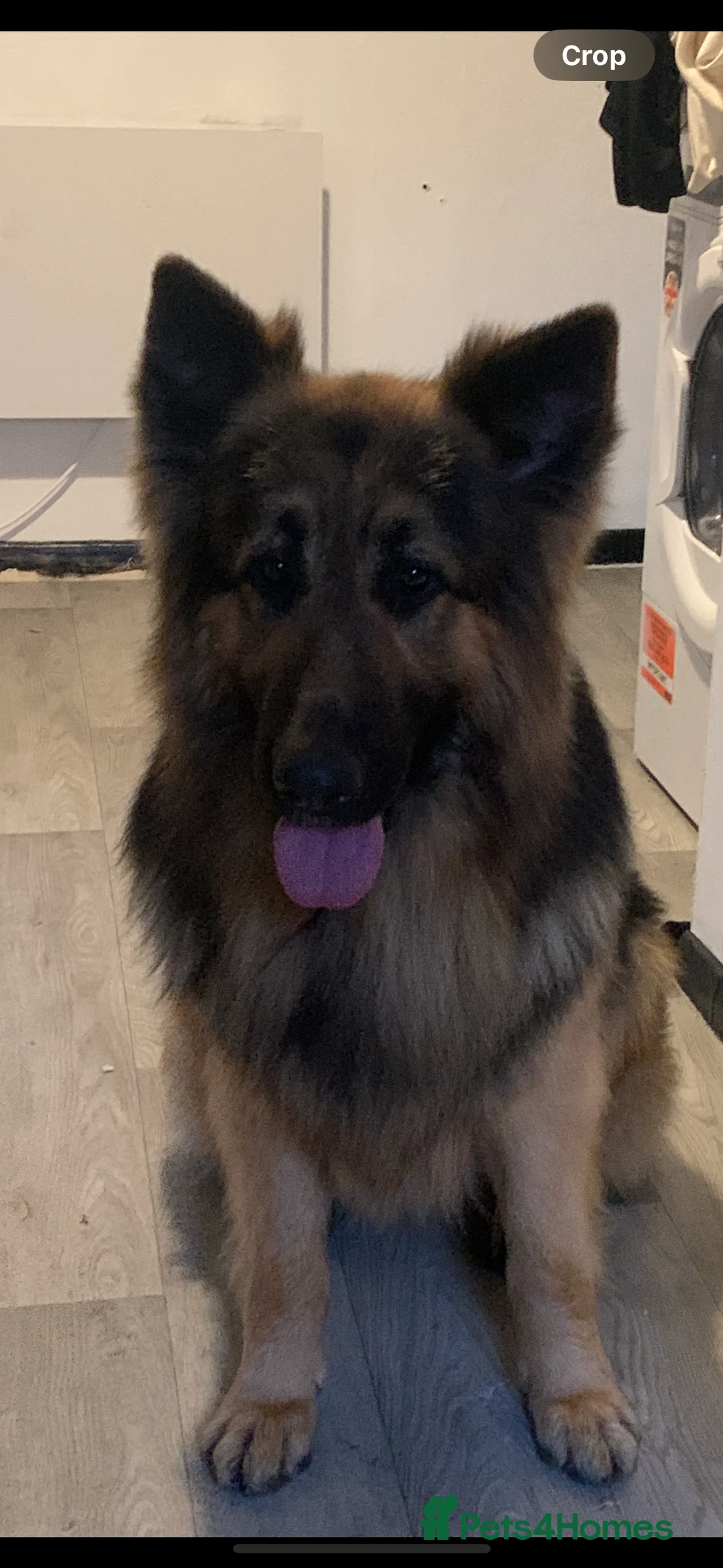 German Shepherd dogs for stud: 5th Generation German Shepherd STUD  - Advert 1