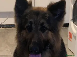 German Shepherd dogs 5th Generation German Shepherd STUD - Advert 2