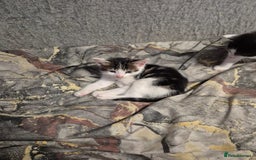 Mixed Breed cats for sale: Friendly kitten - Advert 7