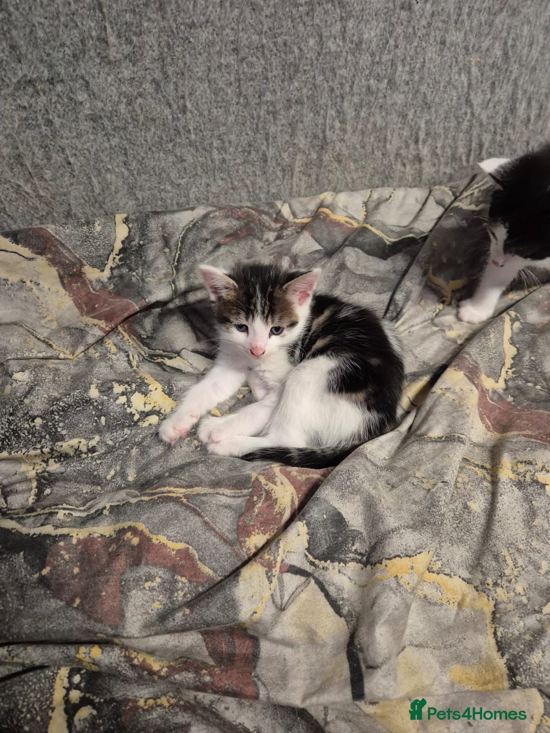 Mixed Breed cats for sale: Friendly kitten - Advert 7