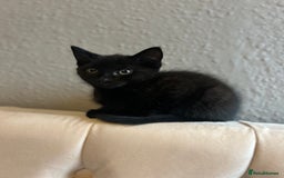 Domestic Shorthair cats for sale: Beautiful black domestic short hair kittens - Advert 3