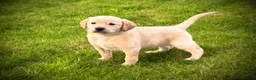 Labrador Retriever dogs for sale: KC Registered Yellow Labrador Puppies in Newton Abbot - Advert 5