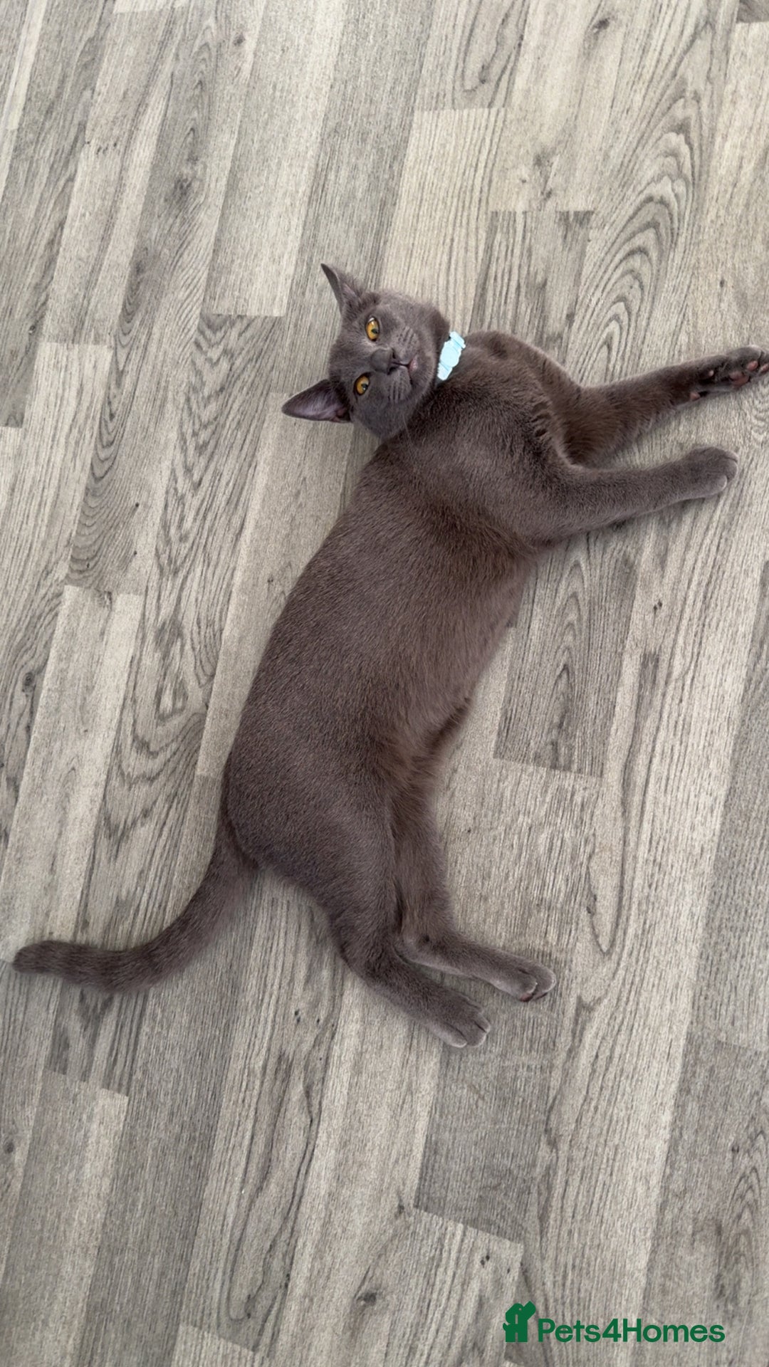 Mixed Breed cats for sale: Russian blue mix for rehome - Image 7