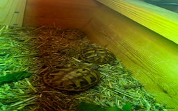 Hermann Tortoise reptiles for sale: Baby Hermann Tortoises 🐢🐢 - Image 8