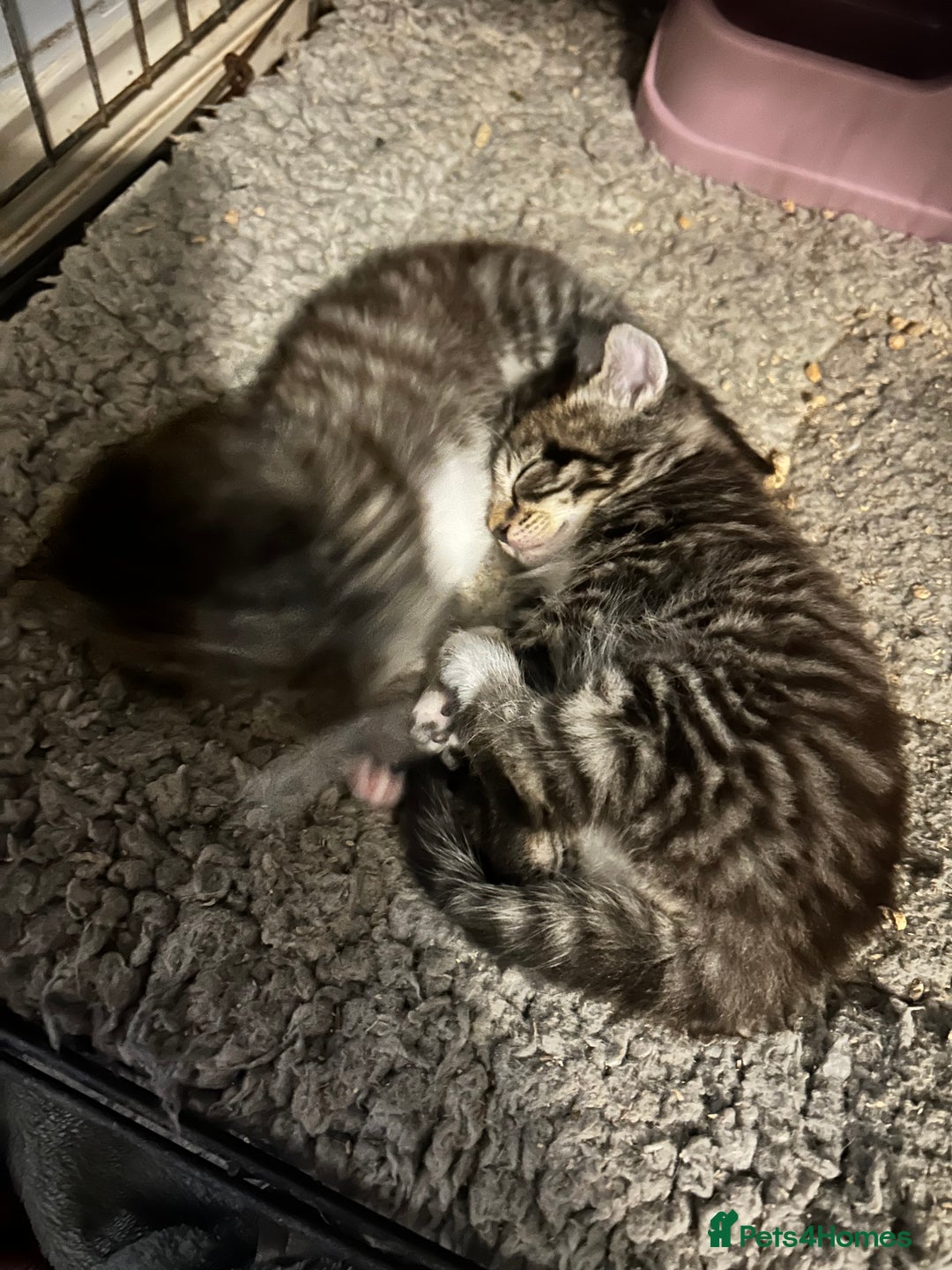 Mixed Breed cats for sale: Siamese x maincoon female kittens  - Advert 11