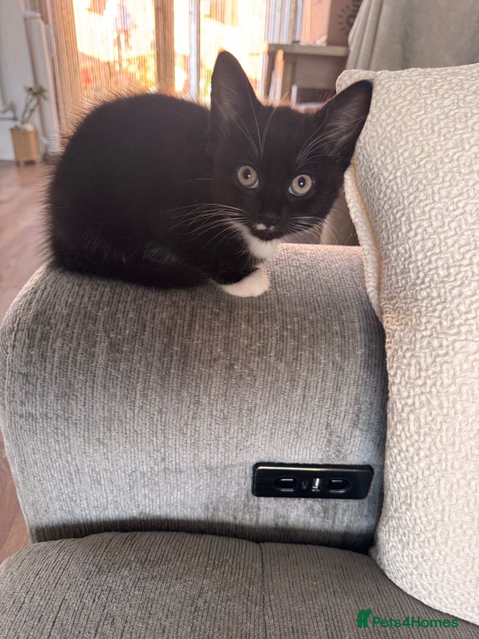 Mixed Breed cats Tuxedo Kittens 10 weeks old ready to go!!!  - Advert 2
