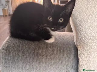 Mixed Breed cats Offers welcome 3 Tuxedo Kittens - Advert 1