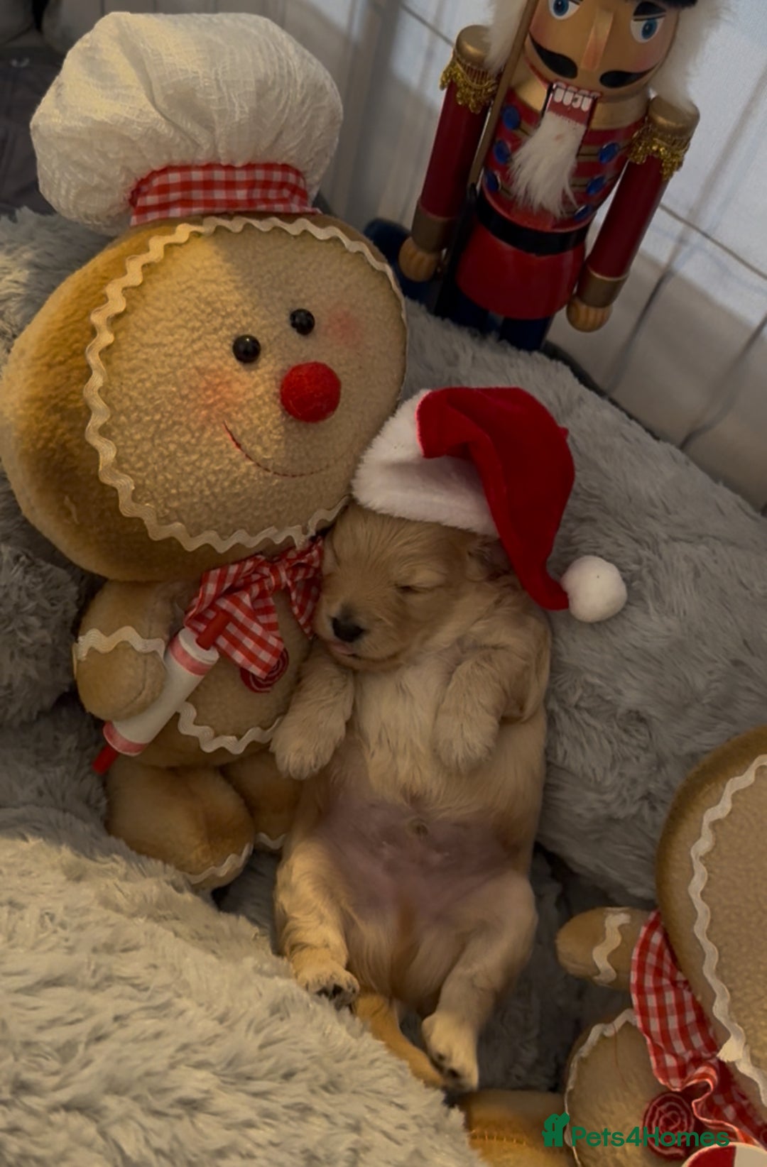 Mixed Breed dogs for sale: Poochon x Doxiepoo - Advert 8