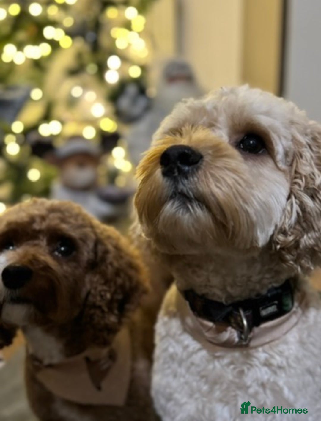 Cavapoo dogs for sale: Stunning Cavapoochon’s for sale (2 left) - Advert 19