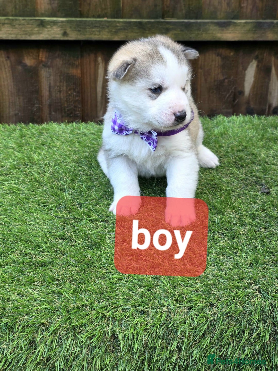 Siberian Husky dogs for sale: Siberian husky puppies  - Advert 4