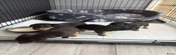 Chihuahua dogs for sale: Puppies  - Advert 1