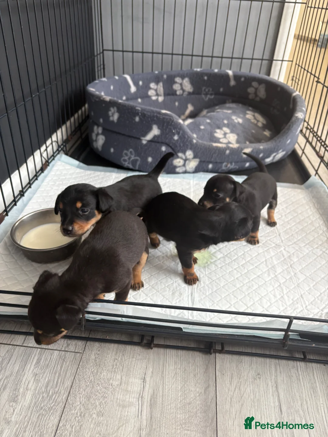 Chihuahua dogs for sale: Puppies  - Advert 1