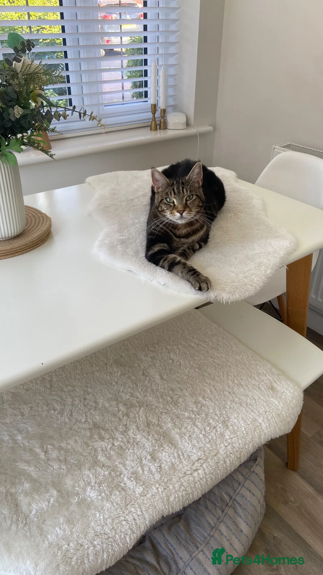Mixed Breed cats for sale: Loving male tabby cat looking for a forever home  - Advert 2