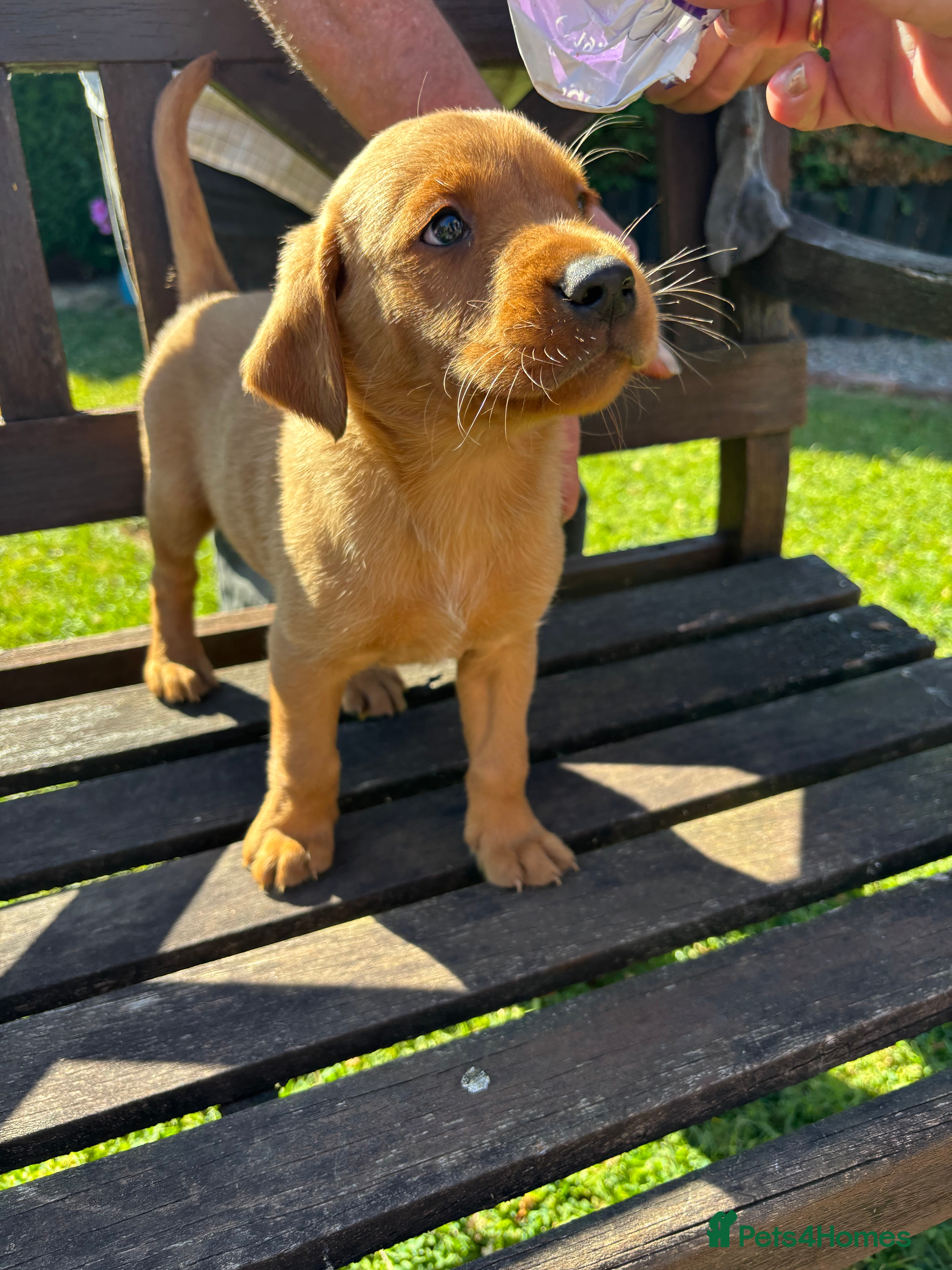 Labrador Retriever dogs KC Registered Fox red Labrador puppies - Advert 2