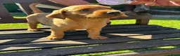 Labrador Retriever dogs for sale: KC Registered Fox red Labrador puppies in Newtown - Advert 2