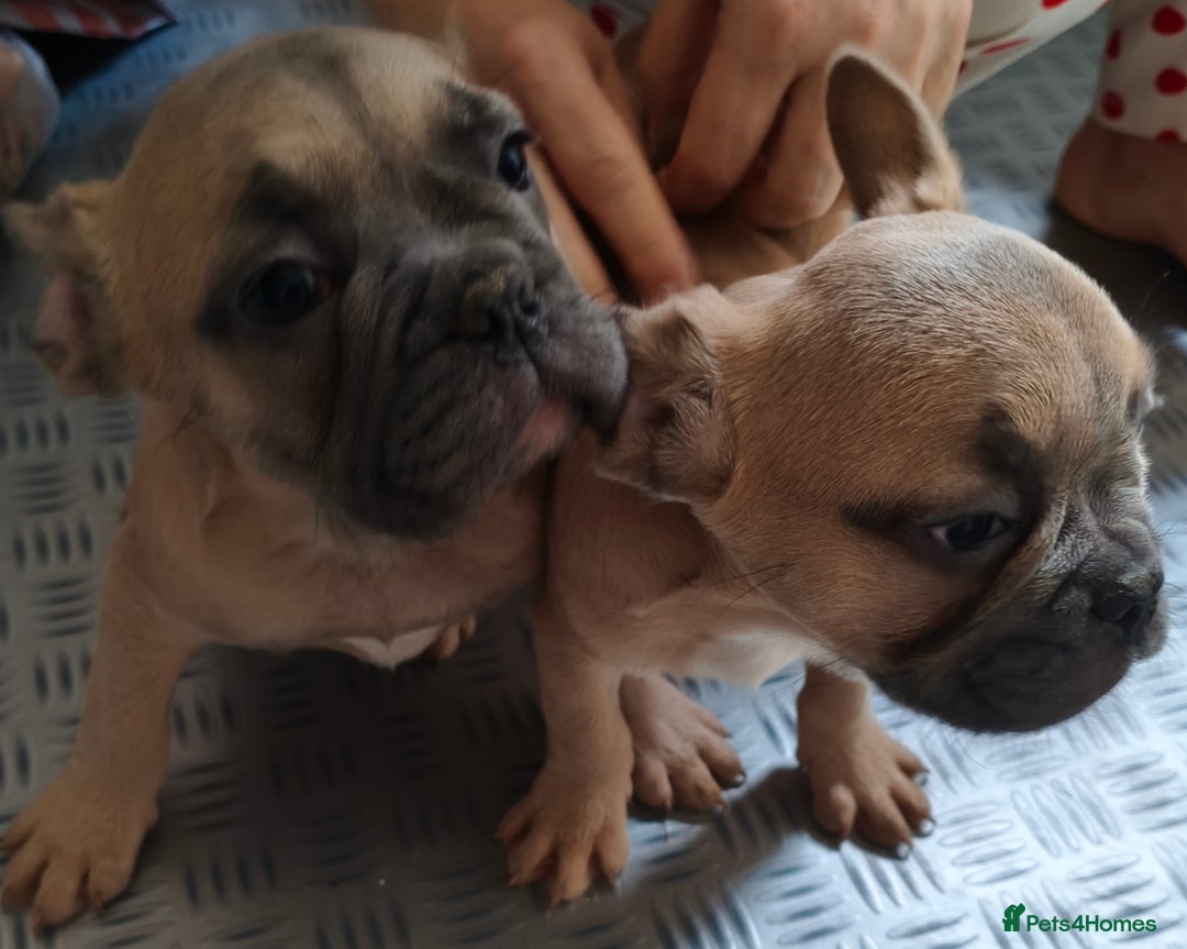 French Bulldog dogs for sale: French Bulldog Puppies looking for their home  - Advert 2