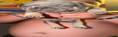 French Bulldog 3