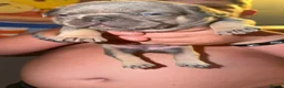 French Bulldog dogs for sale: French bulldogs  - Advert 4