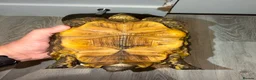 Tortoise reptiles for sale: Yellow Foot Tortoise between 6 and 7 years old in Cranleigh - Advert 7