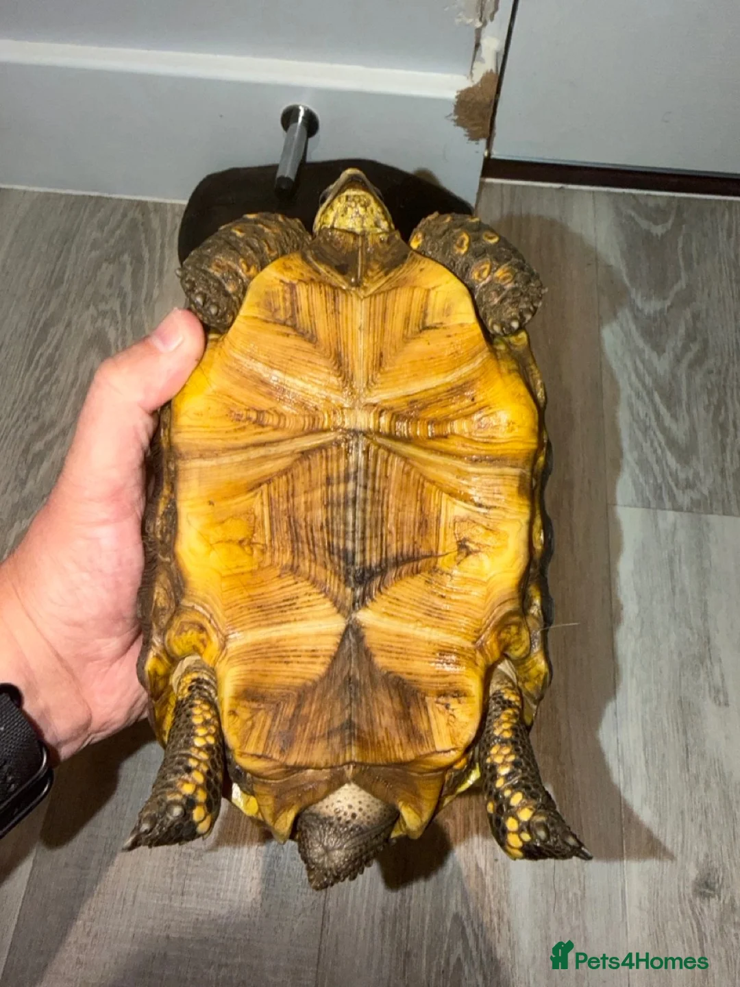 Tortoise reptiles for sale: Yellow Foot Tortoise between 6 and 7 years old in Cranleigh - Advert 7