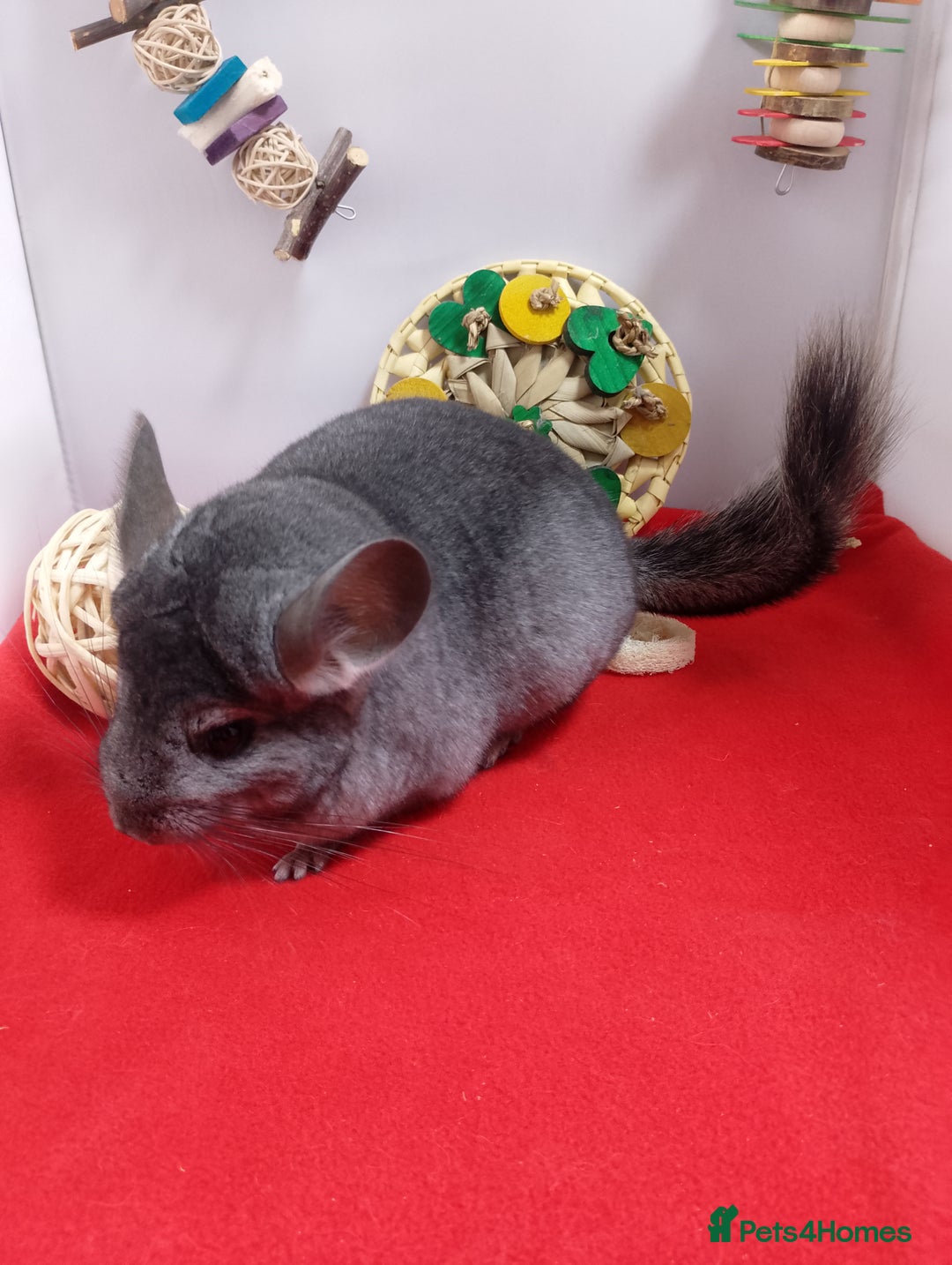 Chinchilla rodents for sale: RPA / RPAc young Female Chinchillas  - Advert 4