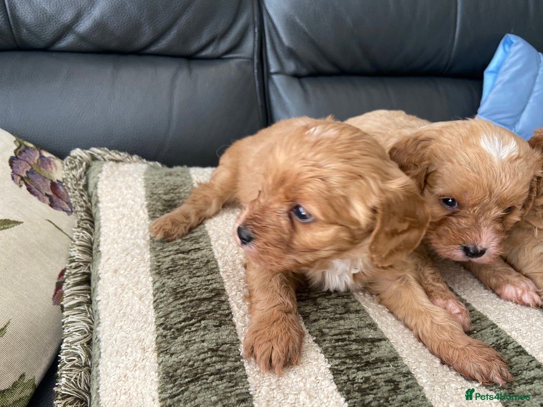 Cavapoo dogs for sale: 3 Gorgeous Cavapoo puppies - Image 13