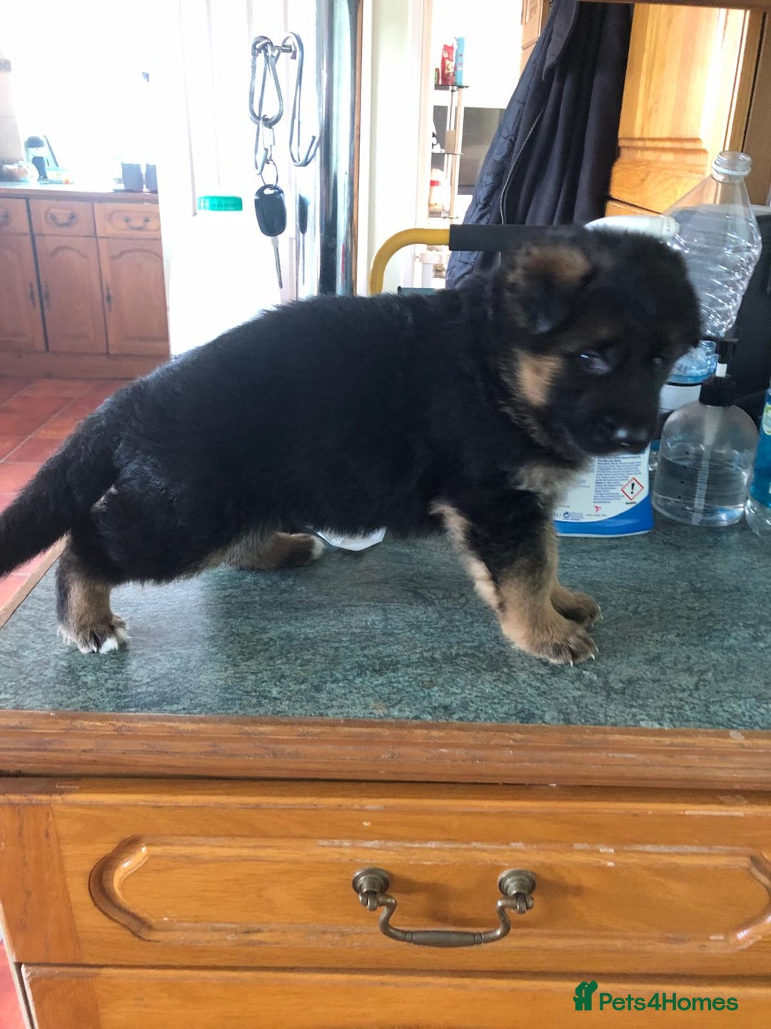 German Shepherd dogs for sale: West German German Shepherd stud dog for sale - Image 13