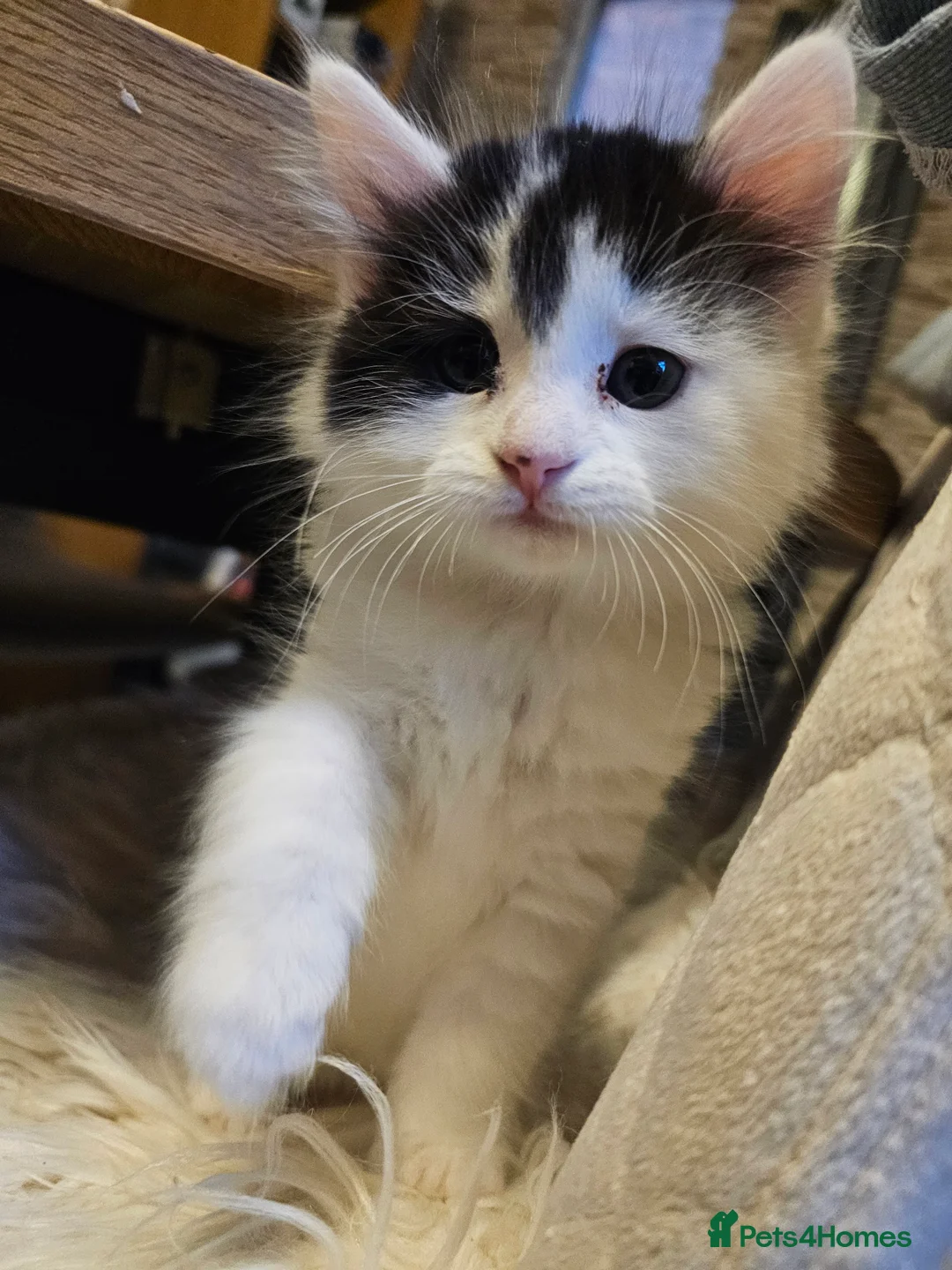 Turkish Angora cats for sale: Black and white kitten ready for a new home 🐾 - Advert 3