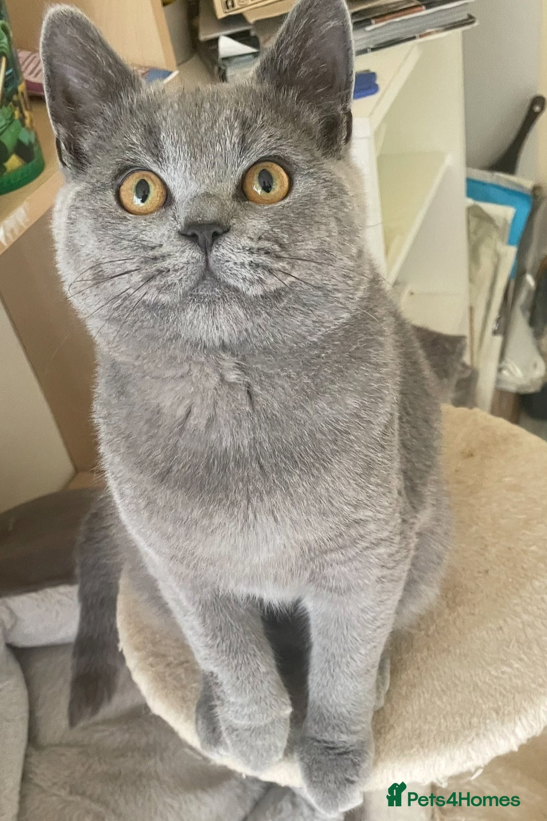 British Shorthair cats for sale: Beautiful British shorthair  - Advert 6