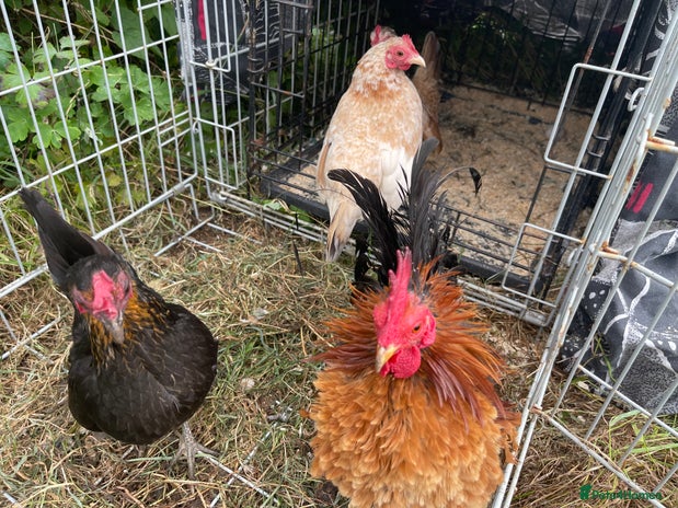 Chickens poultry - Advert 8