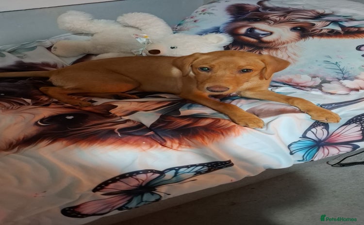 Labrador Retriever dogs Red fox labrador  - Advert 1