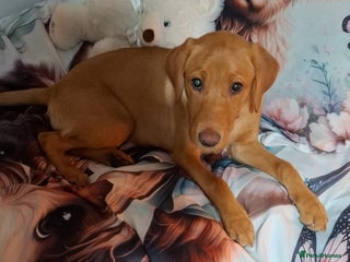 Labrador Retriever dogs Red fox labrador - Advert 5