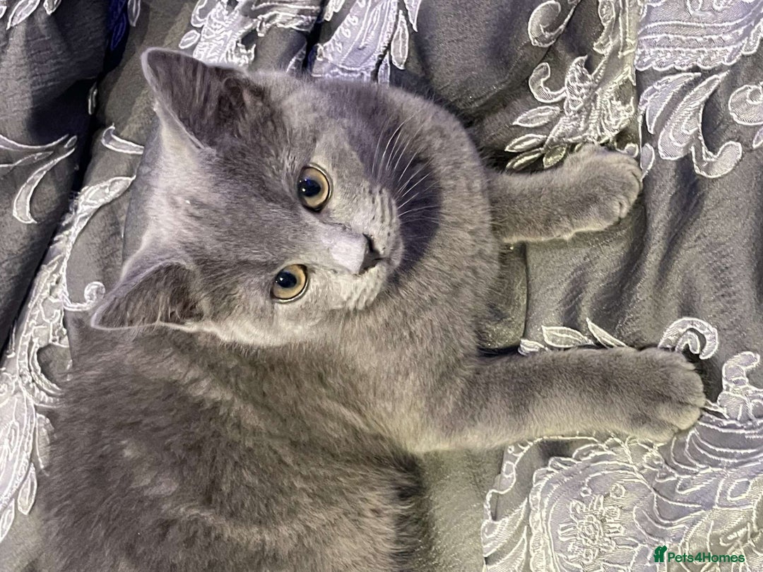British Shorthair cats for sale: Adorable British Blue Shorthair Kittens for Sale - Image 5