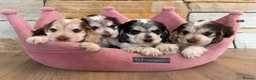 Cocker Spaniel dogs for sale: ❤️ Stunning K.C Show Cocker Spaniels ❤️ - Advert 4