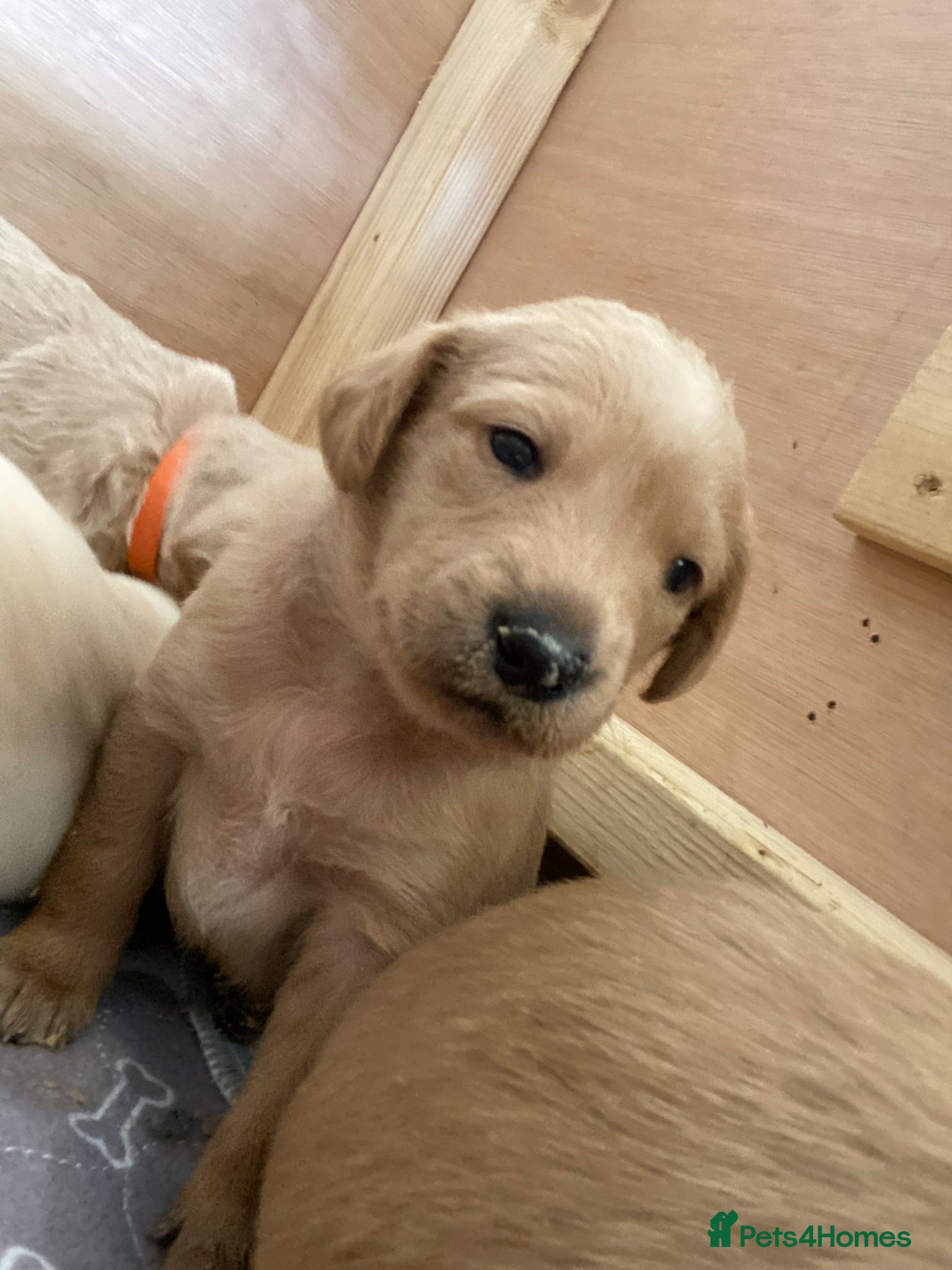 Labradoodle dogs School Dog Exceptional Multigen Labradoodles   - Advert 5