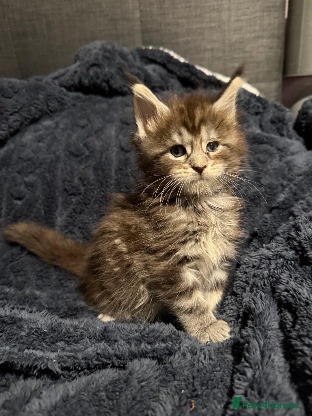 Maine Coon cats for sale: 7 beautiful Maine coon full breed kittens  - Advert 4