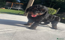 Cockapoo dogs for sale: Cockapoo Ready to leave now💕Only 1 boy left! - Image 19