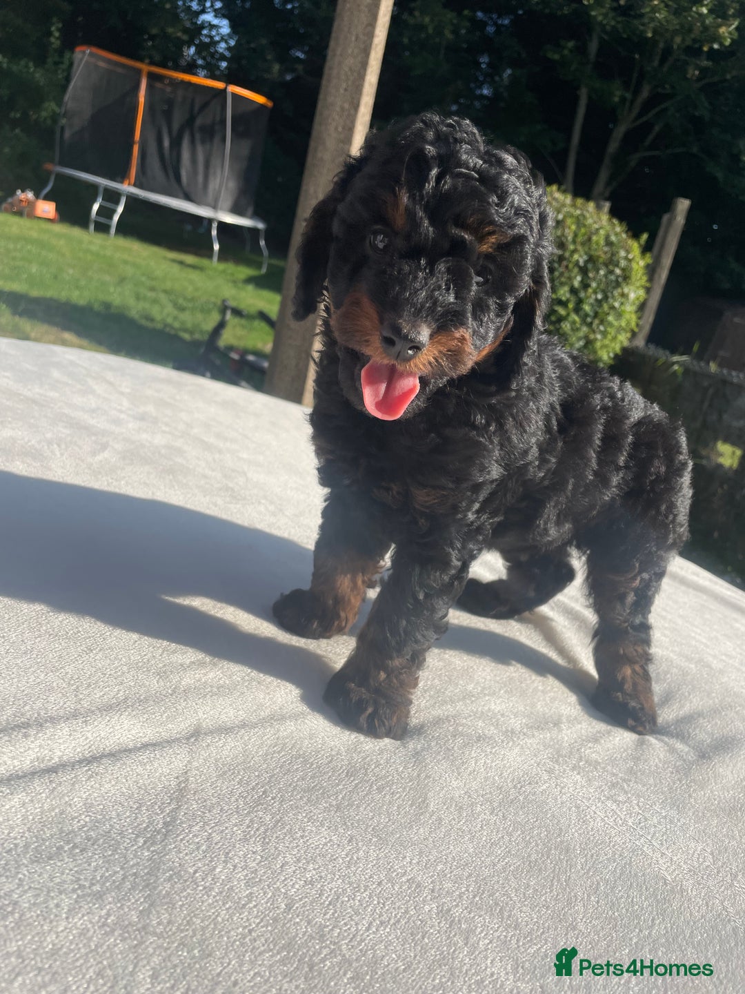 Cockapoo dogs for sale: Cockapoo Ready to leave now💕Only 1 boy left! - Image 19