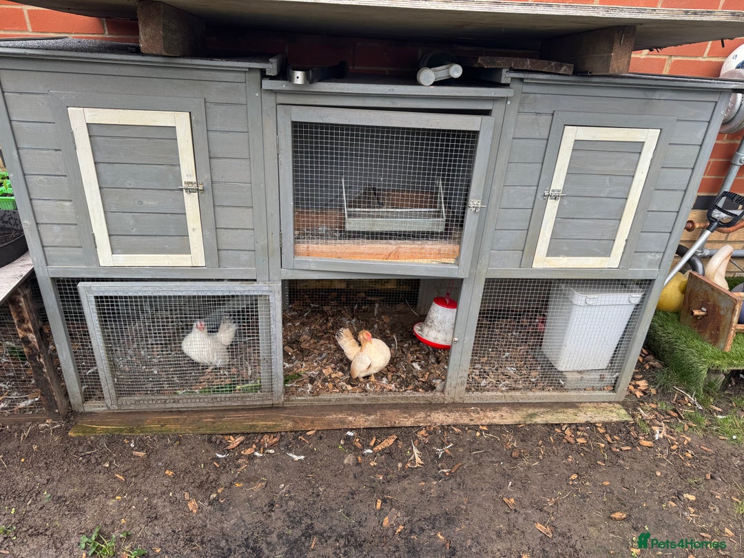 Chickens poultry for sale:  2 Female Serama Chickens + Nearly-New Grey Coop - Advert 9